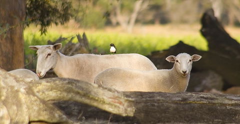 SilverSprings Spa Retreat Pet Friendly Cottages And Glampings - Accommodation QLD 1