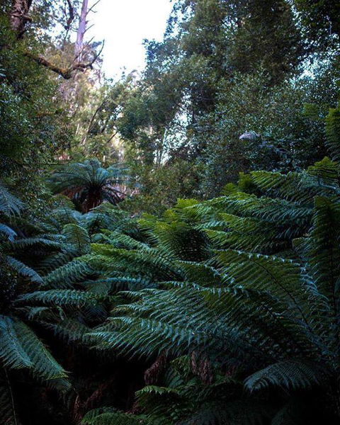 Maydena Chalet - Accommodation QLD 42