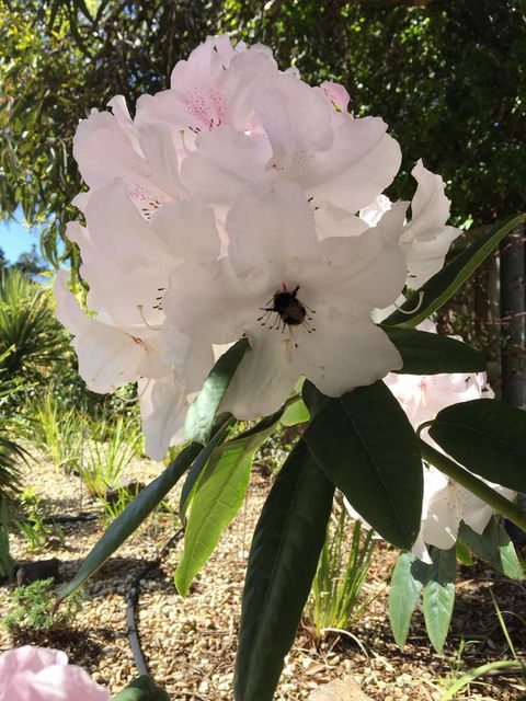 Garden By The Beach - Gateway To The East Coast, Close To Airport - Accommodation QLD 14