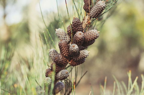 Oyster Cove Chalet - Accommodation QLD 30