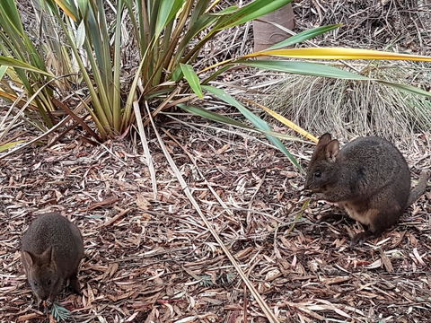 Oyster Cove Chalet - Accommodation QLD 16