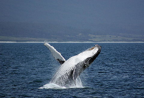 Suntrap Cove Bicheno - Accommodation QLD 39