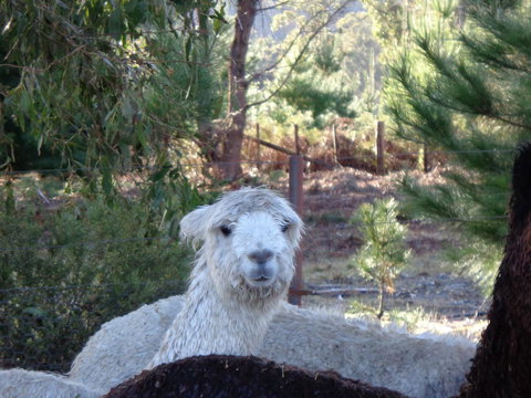 Post House Cottage - Accommodation QLD 21