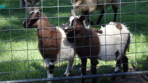 Karoola Cottage Self Contained - Accommodation QLD 18