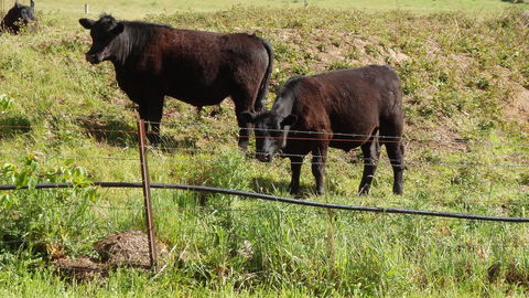 Karoola Cottage Self Contained - Accommodation QLD 15