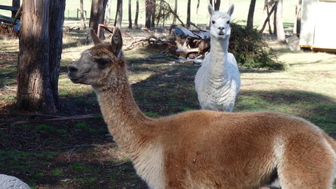 Karoola Cottage Self Contained - Accommodation QLD 26