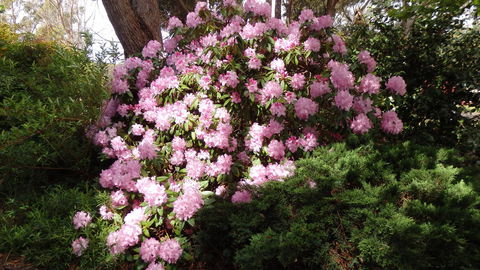 Karoola Cottage Self Contained - Accommodation QLD 13