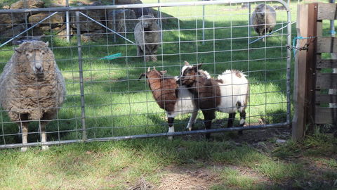 Karoola Cottage Self Contained - Accommodation QLD 12