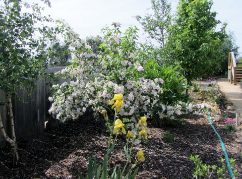 Elm Trees Accommodation @ Ross - Accommodation QLD 7