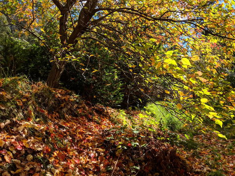 Mountain Blue Guest House - Accommodation QLD 9