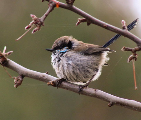 Free Spirit Pods - Accommodation QLD 0