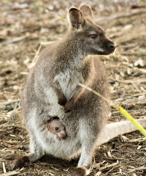 Free Spirit Pods - Accommodation QLD 2