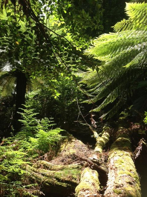 Sheer Pleasure Accommodation - Accommodation QLD 25