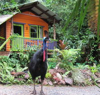 Rainforest Hideaway - Accommodation QLD
