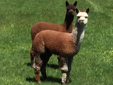 Raynella Alpaca Farmstay - Accommodation QLD 3
