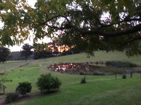 Raynella Alpaca Farmstay - Accommodation QLD 2