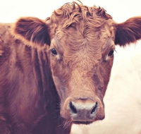Redwing Farm Stay - Accommodation QLD