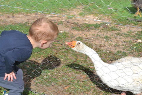Redwing Farm Stay - Accommodation QLD 1
