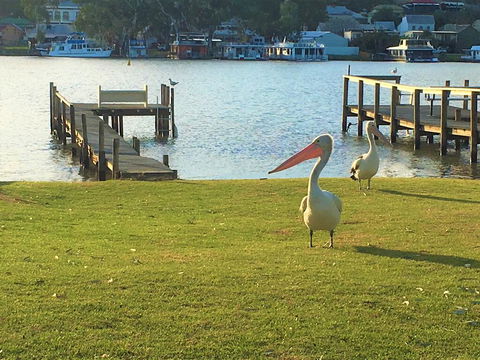 Riverfront Getaway - Mannum - Accommodation QLD 0