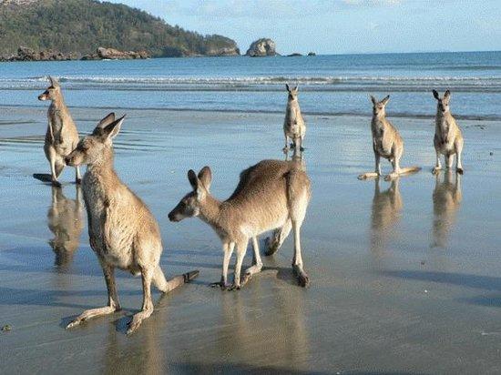 Yalboroo QLD Accommodation QLD