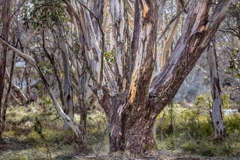 Snowgums 07 - Accommodation QLD 3