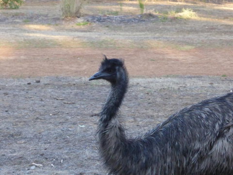 Splendid Wren Cottage - Accommodation QLD 2