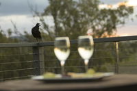 Book Forest Hill Accommodation Vacations Accommodation QLD Accommodation QLD