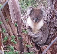 Stringybark Hills Retreat - Accommodation QLD