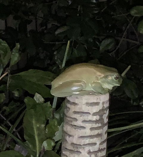 Studio With Stunning Mountain Views - Accommodation QLD 3