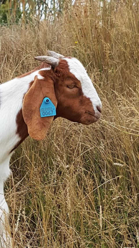 Hazelcreek Cottages - Accommodation QLD 30