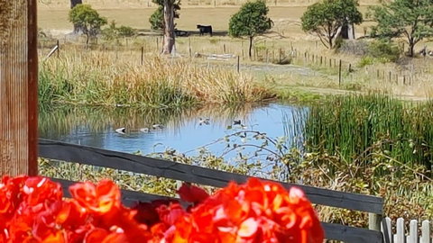 Hazelcreek Cottages - Accommodation QLD 11