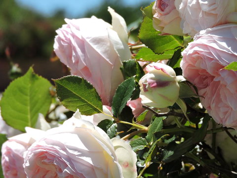 Hazelcreek Cottages - Accommodation QLD 29