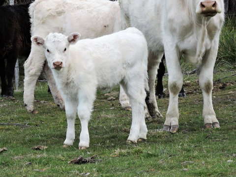 Hazelcreek Cottages - Accommodation QLD 32