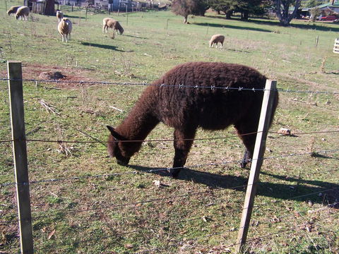 Drumreagh Cabins - Accommodation QLD 11