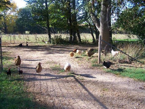 Drumreagh Cabins - Accommodation QLD 2