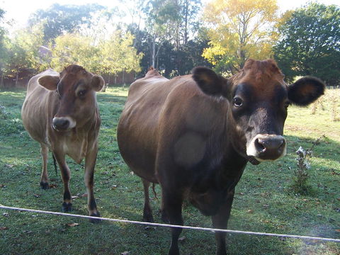 Drumreagh Cabins - Accommodation QLD 0