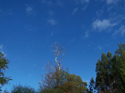 Drumreagh Cabins - Accommodation QLD 8