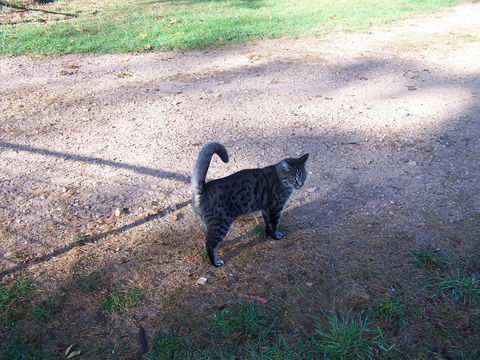 Drumreagh Cabins - Accommodation QLD 3