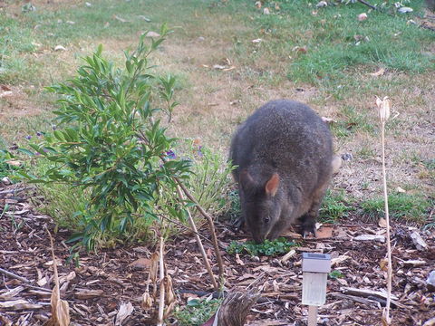 Drumreagh Cabins - Accommodation QLD 25