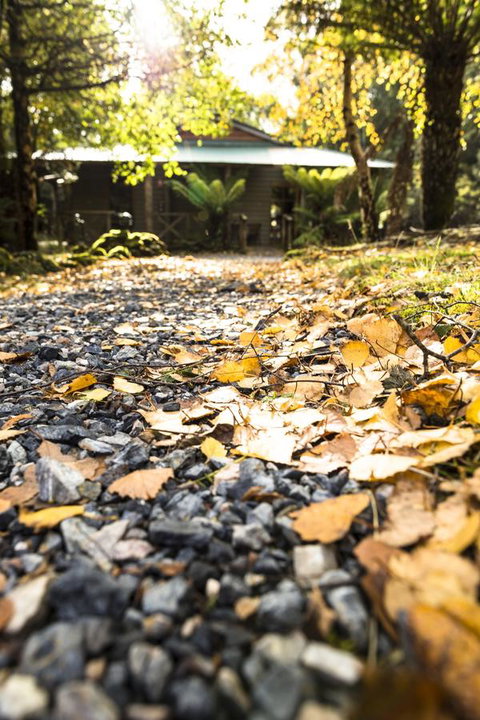 Cradle Forest Inn - Accommodation QLD 35