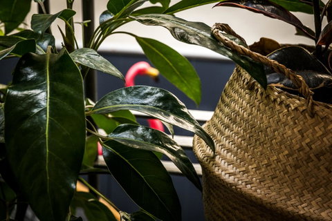 Alabama Hotel Hobart - Accommodation QLD 25