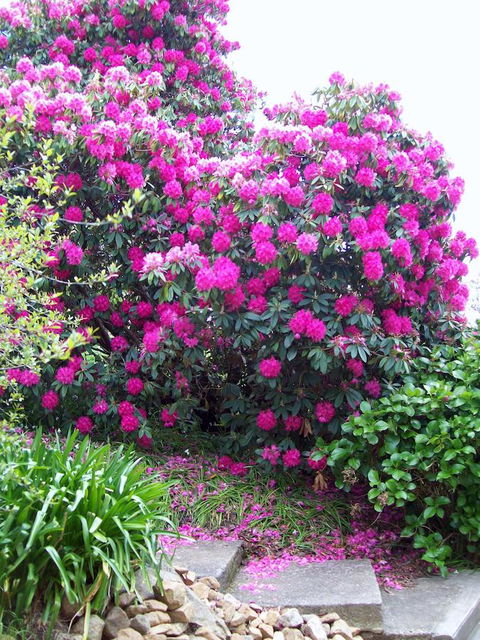 St. Pauls Bed & Breakfast - Accommodation QLD 2
