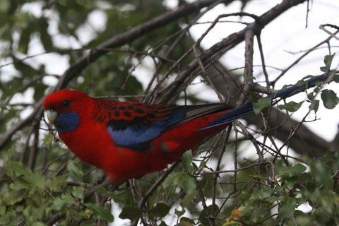 Oxford Rise Apartment - Accommodation QLD 22