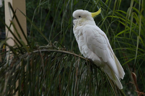 Oxford Rise Apartment - Accommodation QLD 23