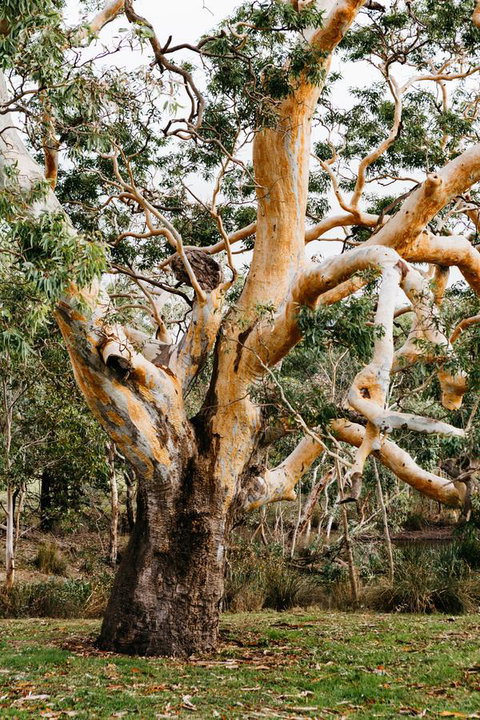 Dunkeld Studio Accommodation - Accommodation QLD 22
