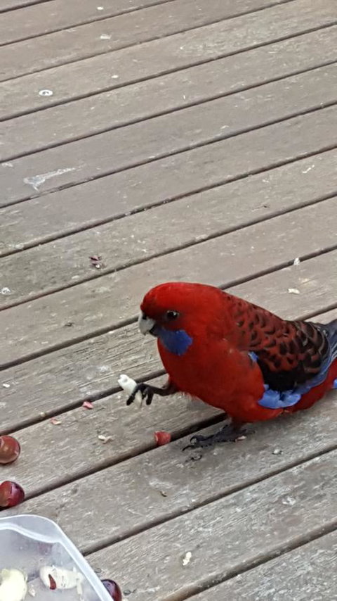 Wilsons Promontory Motel - Accommodation QLD 24