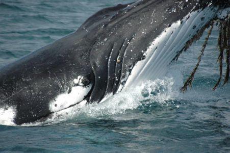 Wilsons Promontory Motel - Accommodation QLD 42