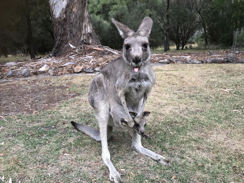 Day Dream Cottage - Accommodation QLD 11