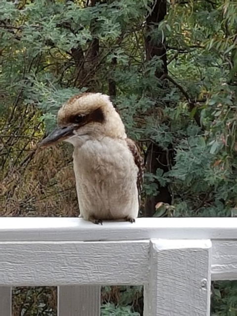 Tangenong Cottages - Accommodation QLD 10