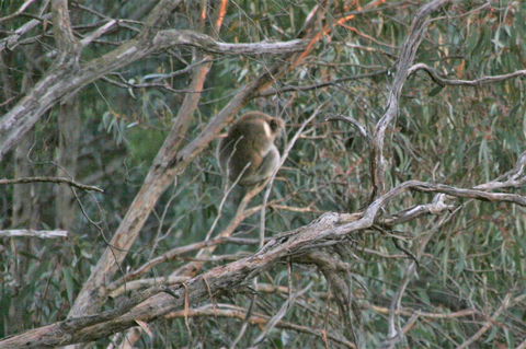 Tangenong Cottages - Accommodation QLD 8